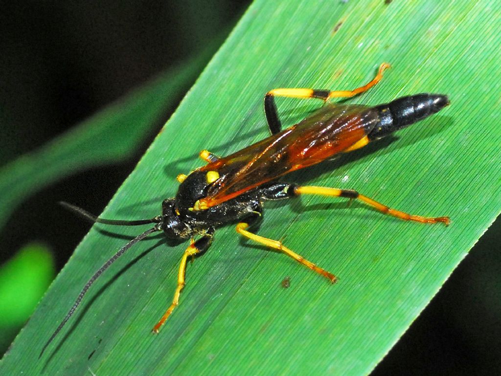 Ancora un Ichneumonide